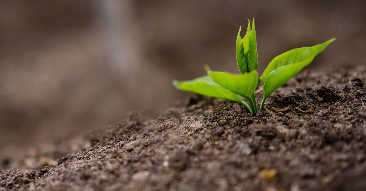 Tiny sprig with green leaves growing on fertile soil in field in farm